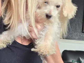 Jackapoo dogs Toy poodle 3/4 puppies - Advert 5