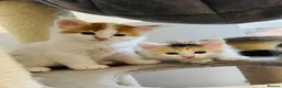 Maine Coon cats for sale: Maine coon kittens  - Advert 23