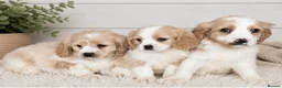 Cavachon dogs for sale: Adorable litter Cavachon Puppies in Queenborough - Advert 5