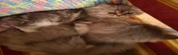 Siberian cats for sale: Absolutely Fabulous Kittens - Advert 22
