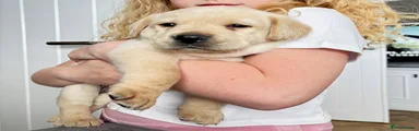 Labrador Retriever Puppy 2