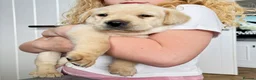 Labrador Retriever dogs for sale: KC Reg Labradors in Rochester - Advert 2