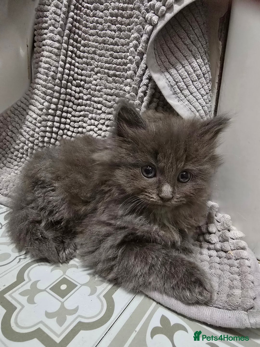 Ragdoll cats for sale: Gorgeous half ragdolls - Advert 15