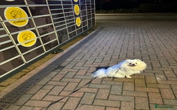 Pomeranian dogs for sale: Pure bread Pomeranian looking for forever home in Ellesmere Port - Image 7