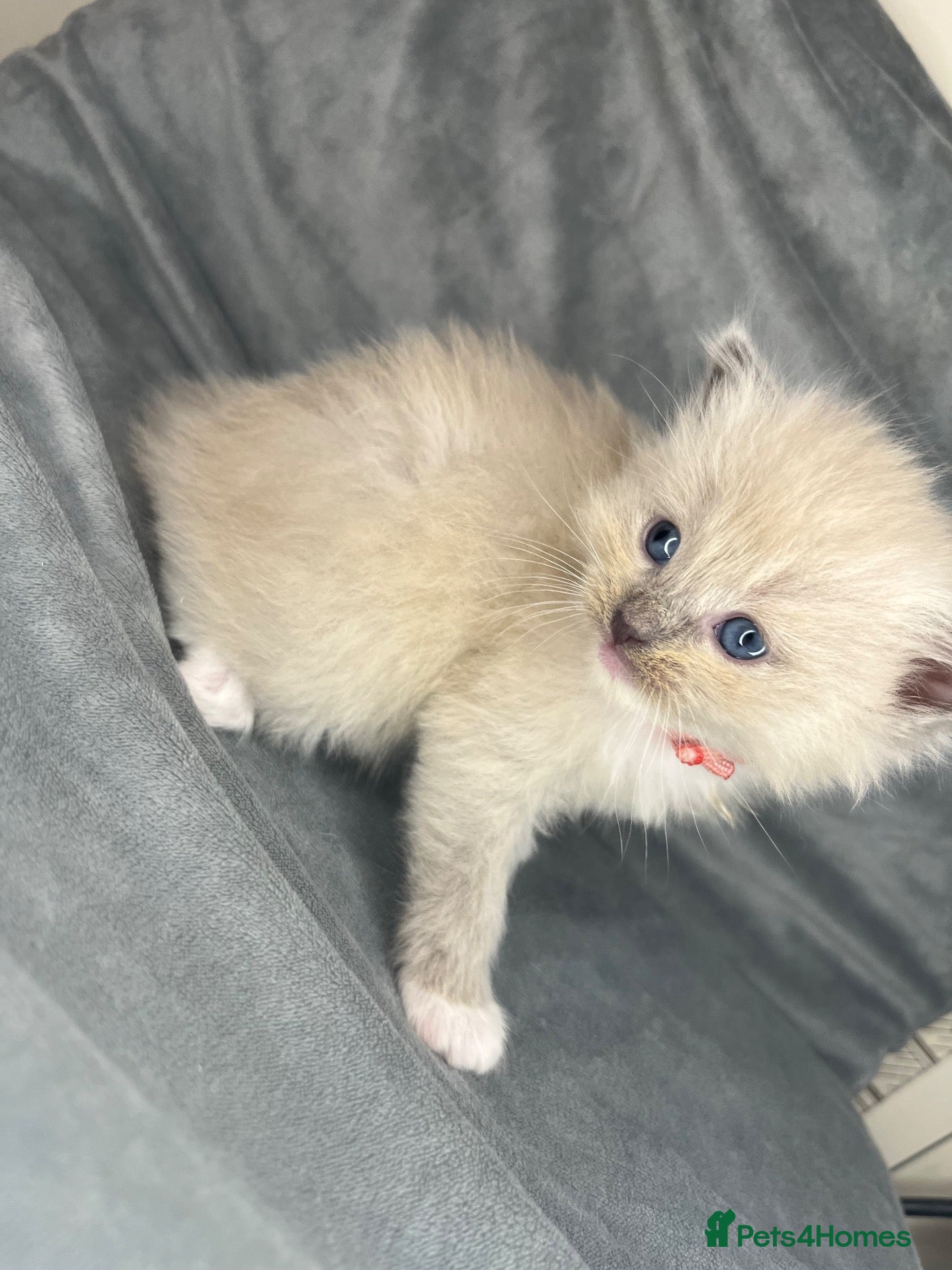 Ragdoll cats Beautiful mink ragdoll kittens  - Advert 6