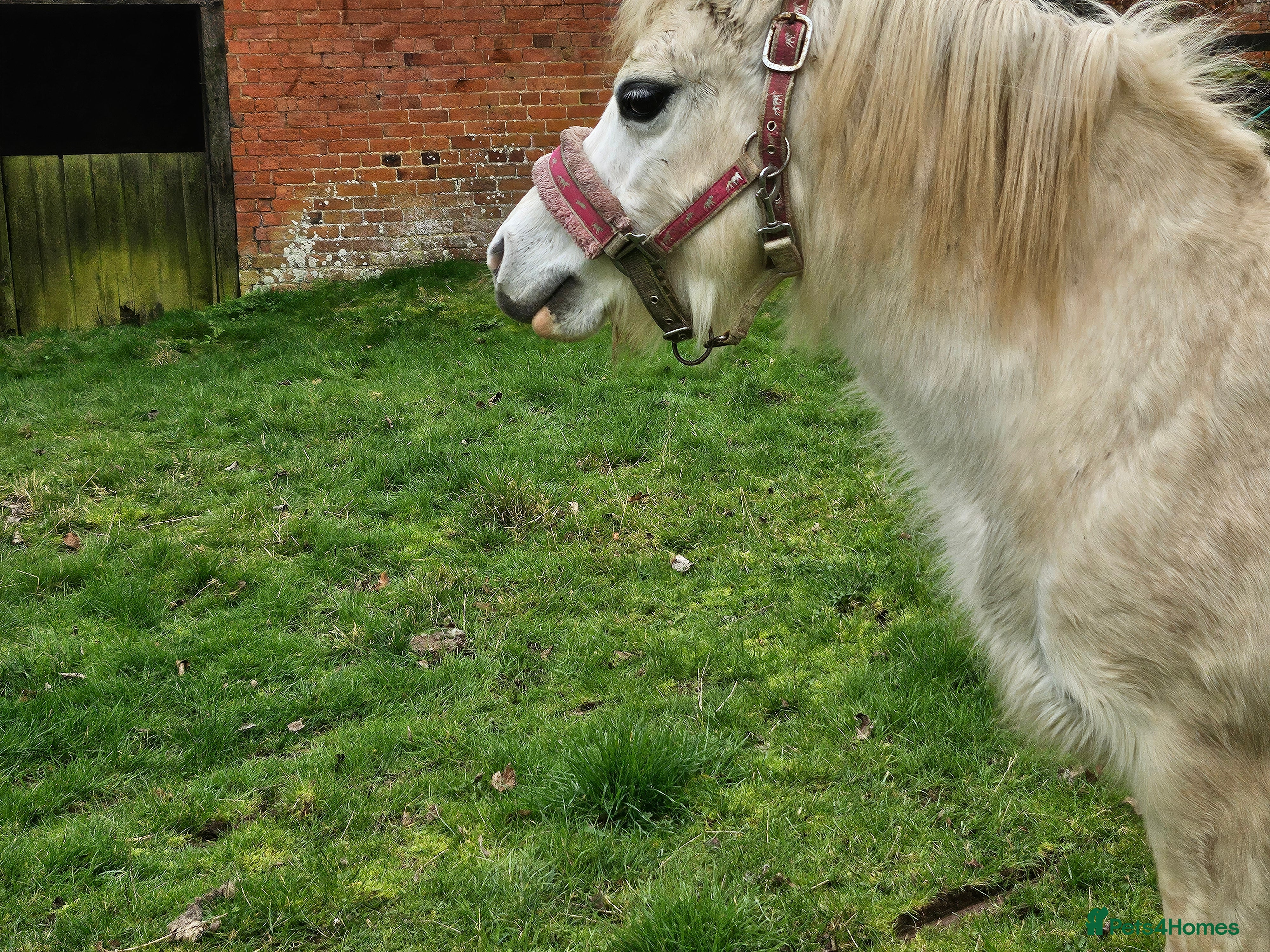 Welsh Section A horses Polly in Gloucester - Advert 2