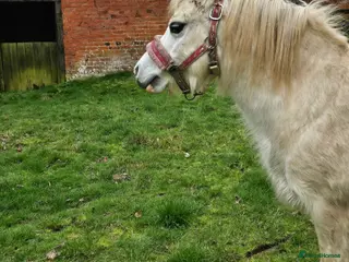 Welsh Section A horses Polly in Gloucester - Advert 1