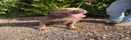 Labrador Retriever dogs for sale: Lovely silver Labrador girl  - Advert 8