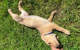 Labrador Retriever dogs for sale: Stunning Fox Red working Labrador bitch  - Image 3