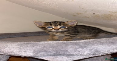 Domestic Shorthair cats - Advert 6