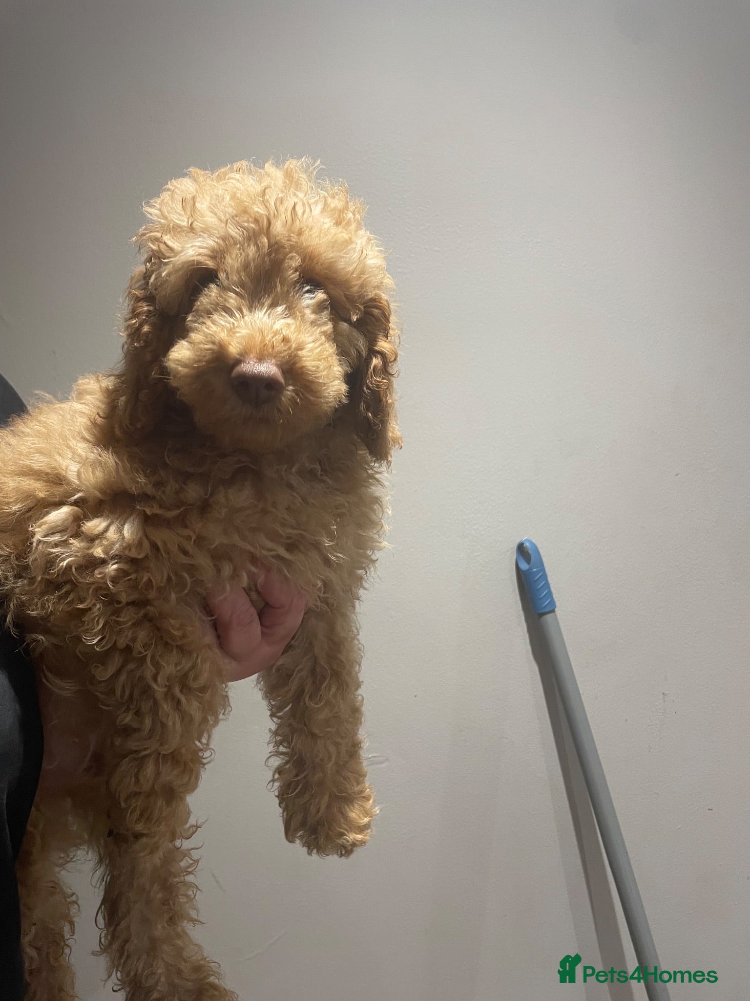 Labradoodle dogs F3 miniature labradoodles fully vac 2 boys left - Advert 1