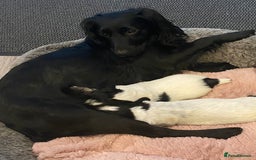 Cocker Spaniel dogs for sale: Working cocker spaniels - Image 3