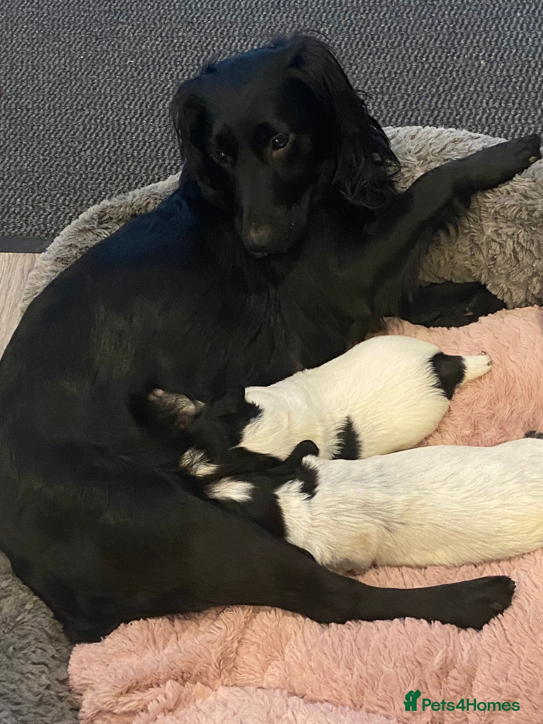 Cocker Spaniel dogs for sale: Working cocker spaniels - Image 3