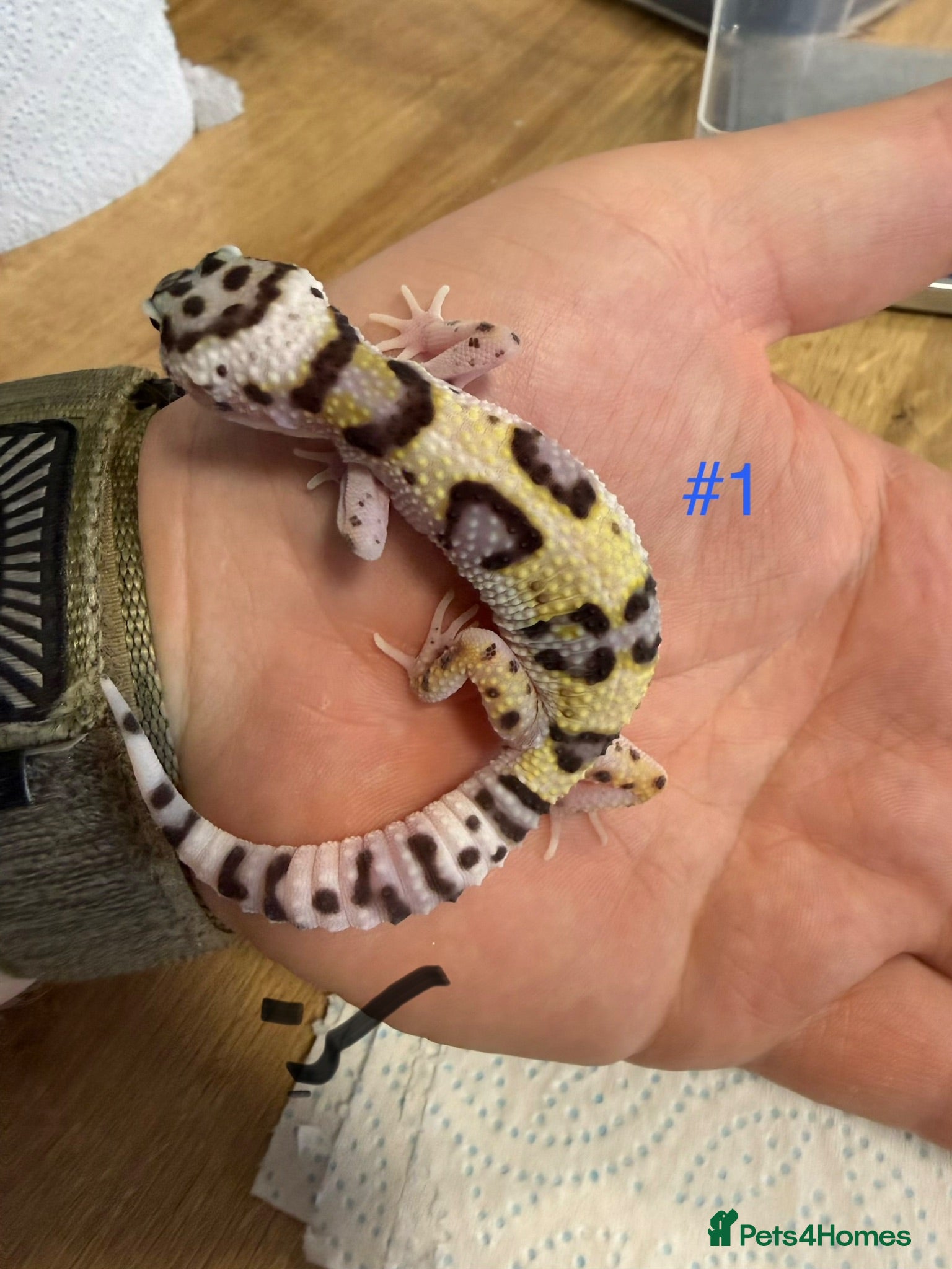 Leopard Gecko reptiles Baby leopard geckos - Advert 8