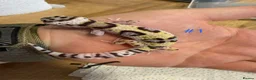 Leopard Gecko reptiles for sale: Baby leopard geckos - Advert 1