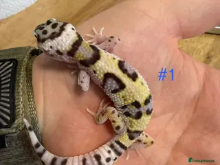 Leopard Gecko reptiles Baby leopard geckos - Advert 1
