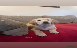 Golden Retriever dogs for sale: Beautiful KC Registered Golden Retriever Puppies  - Image 5