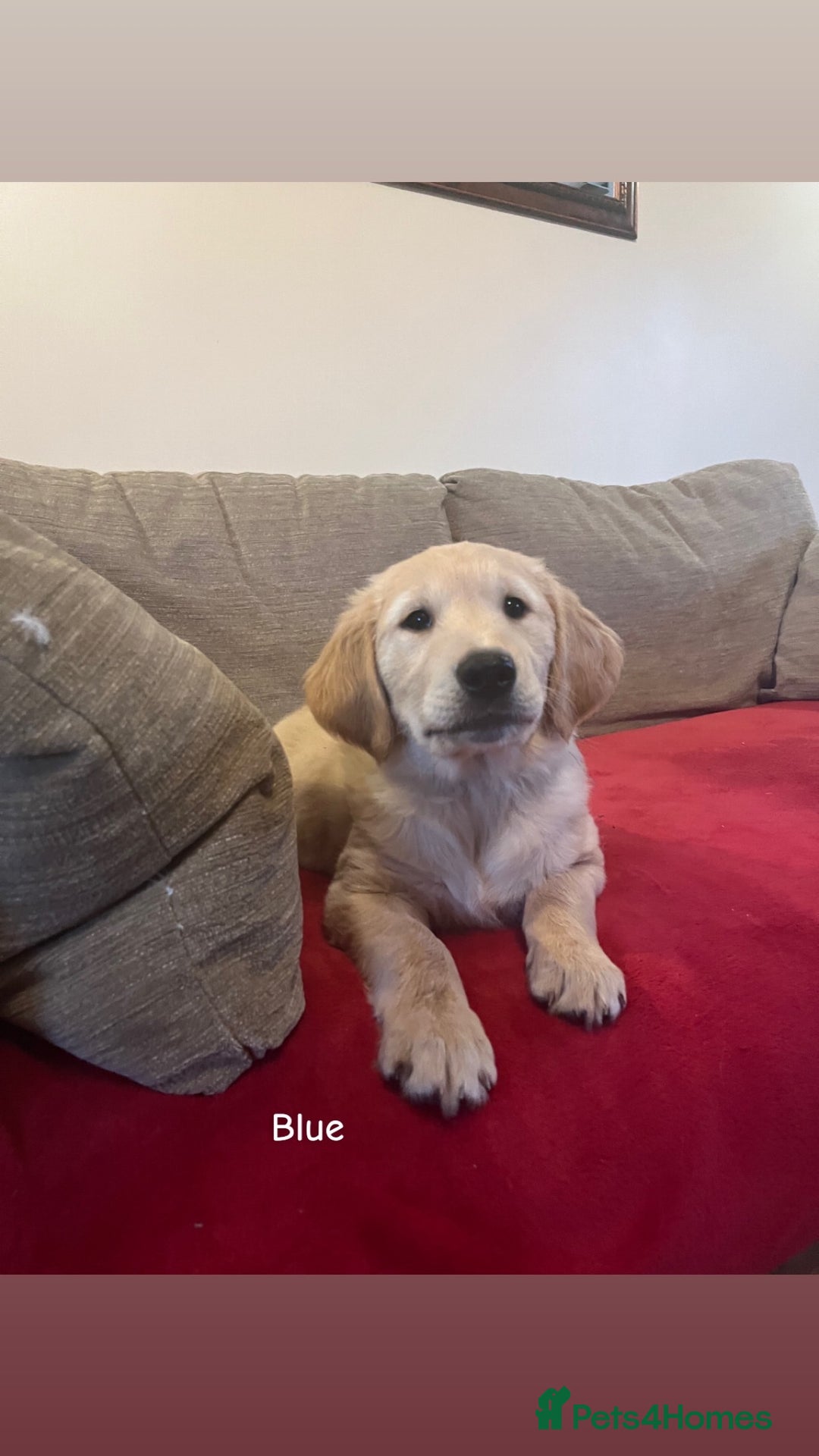 Golden Retriever dogs for sale: Beautiful KC Registered Golden Retriever Puppies  - Image 5