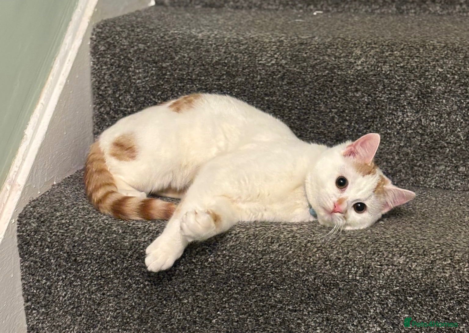 Mixed Breed cats 2 year old Chai for adoption - Advert 2