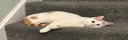 Mixed Breed cats for sale: 2 year old Chai for adoption - Advert 1
