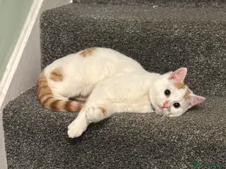 Mixed Breed cats 2 year old Chai for adoption - Advert 2