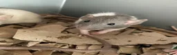 Rat rodents for sale: Rats for sale hull - Advert 2