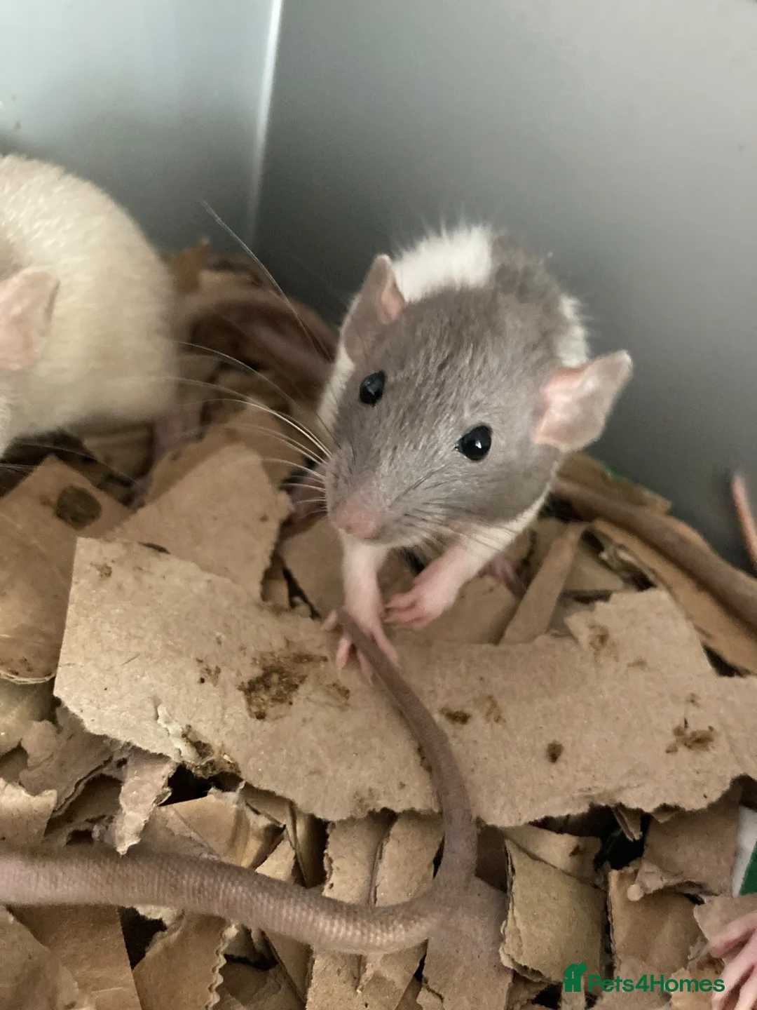 Rat rodents for sale: Rats for sale hull - Advert 2