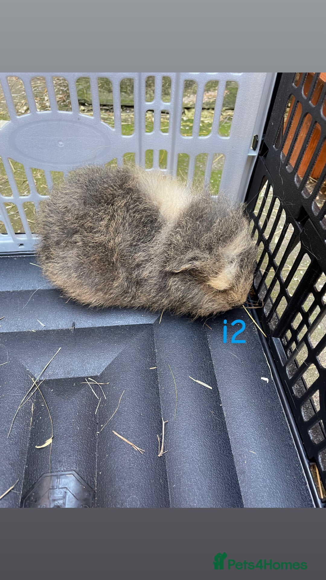 Guinea Pig rodents for sale: Baby guinea pigs for sale, various breeds - Image 10