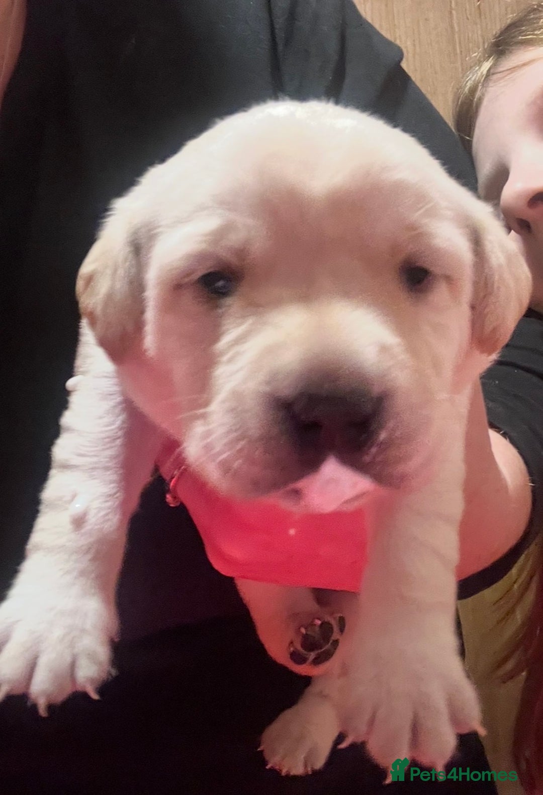 Labrador Retriever dogs for sale: 🌟 Fully vaccinated Chunky pedigree Labradors 🌟  - Advert 23