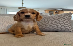 Cocker Spaniel dogs for sale: Stunning Litter KC Reg Show Cocker Spaniel Puppies - Image 12