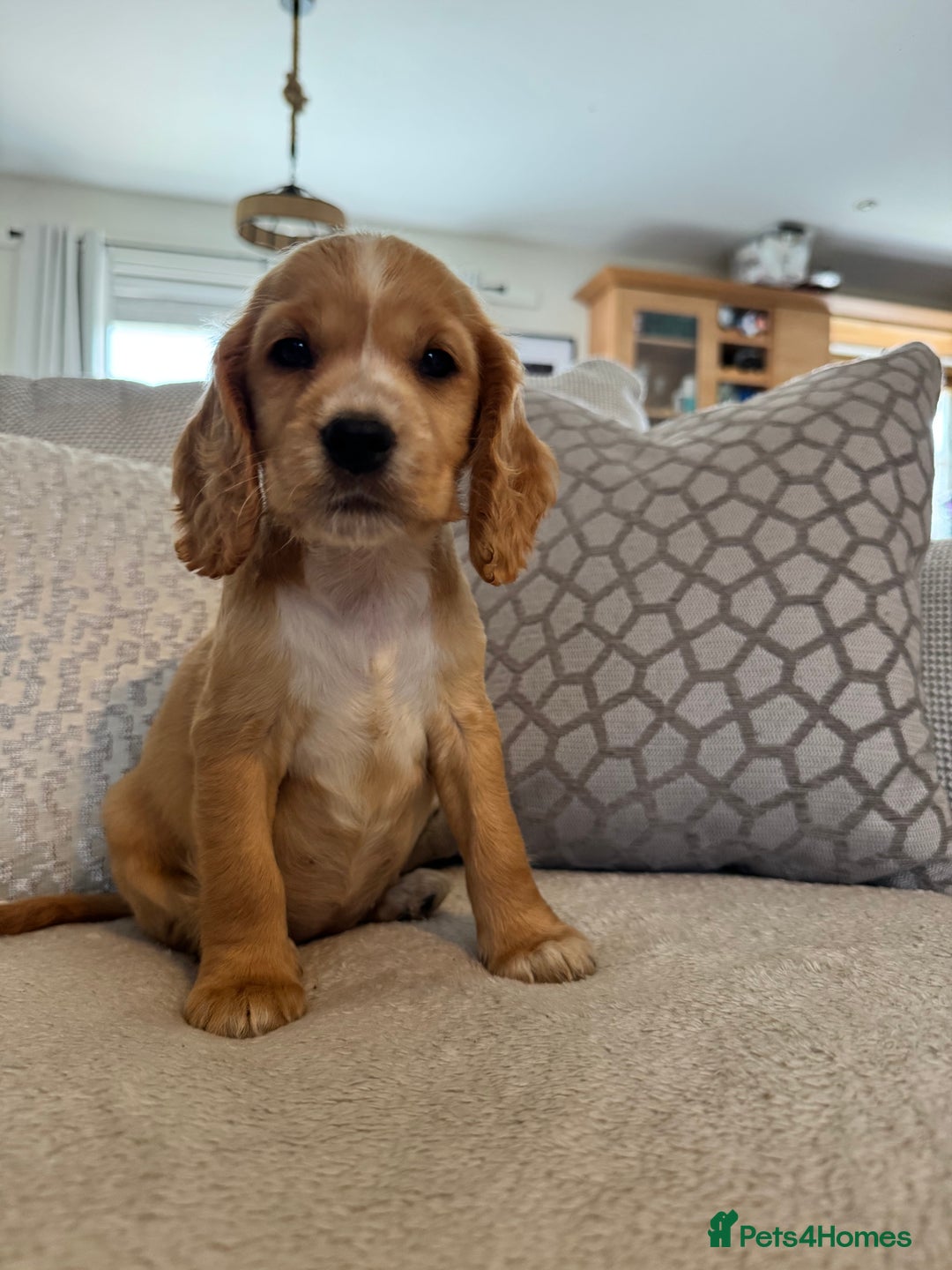 Cocker Spaniel dogs for sale: Stunning Litter KC Reg Show Cocker Spaniel Puppies - Image 12