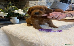 Irish Doodle dogs for sale: Stunning litter of mini Irish Doodles - Image 5