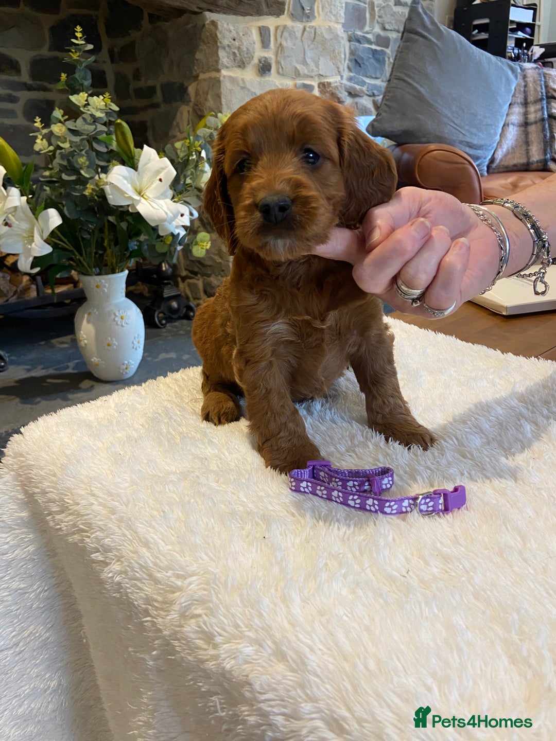 Irish Doodle dogs for sale: Stunning litter of mini Irish Doodles - Image 5