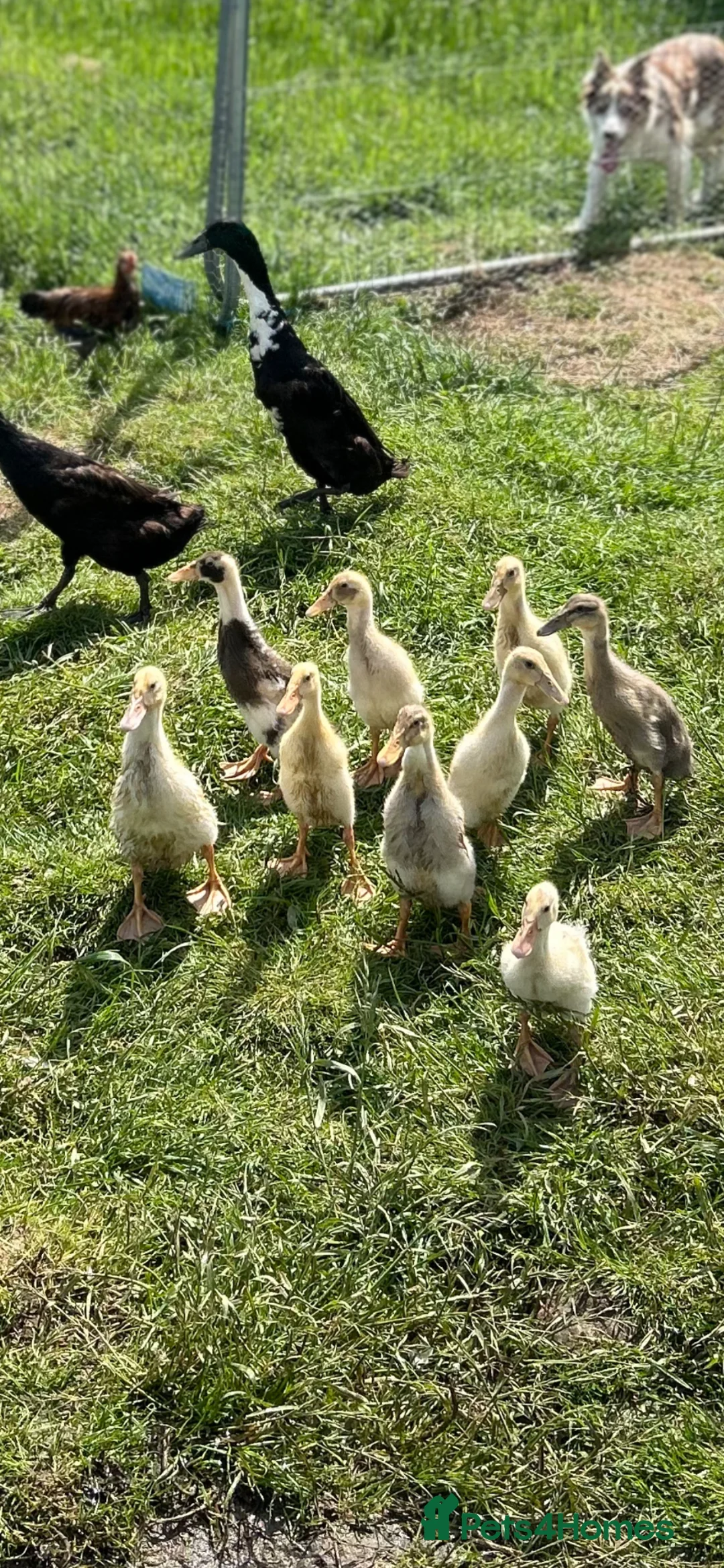 Ducks poultry for sale: Runner ducklings  in Wells - Advert 2