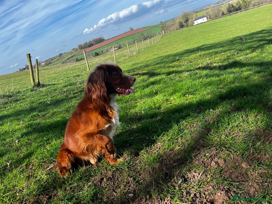 Cocker Spaniel dogs for stud: HEALTH TESTED KC WORKING COCKER SPANIEL STUD in Wolverhampton - Advert 13