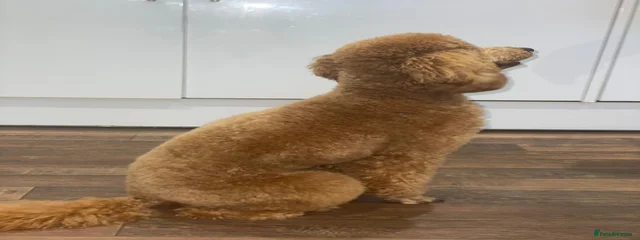Rolo