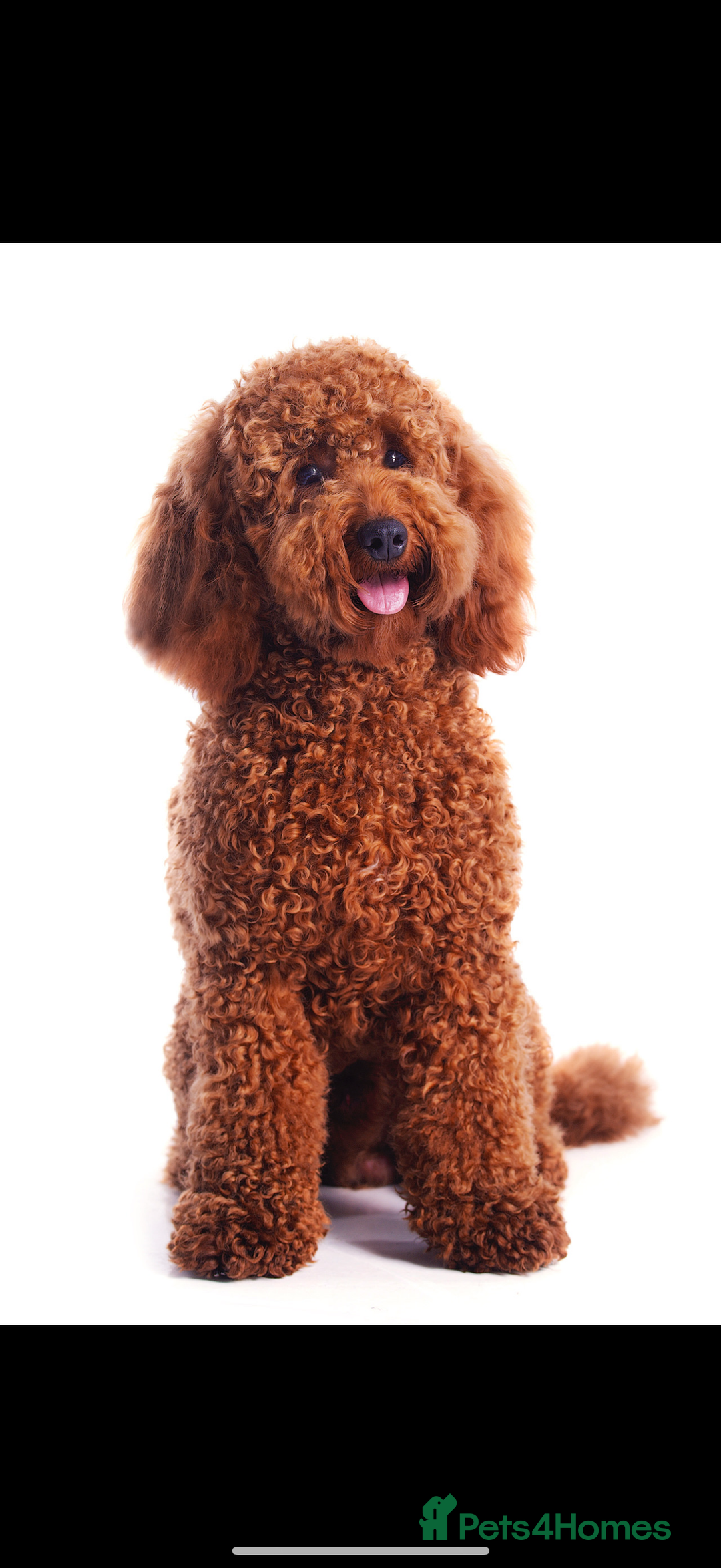 Cockapoo dogs for sale: 7 Golden Cockapoo girls - Advert 18