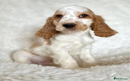 Cocker Spaniel dogs for sale: Golden Roan Full Health Tests Showline KC Reg Pups - Image 1