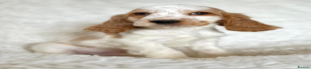 Cocker Spaniel Puppy 5