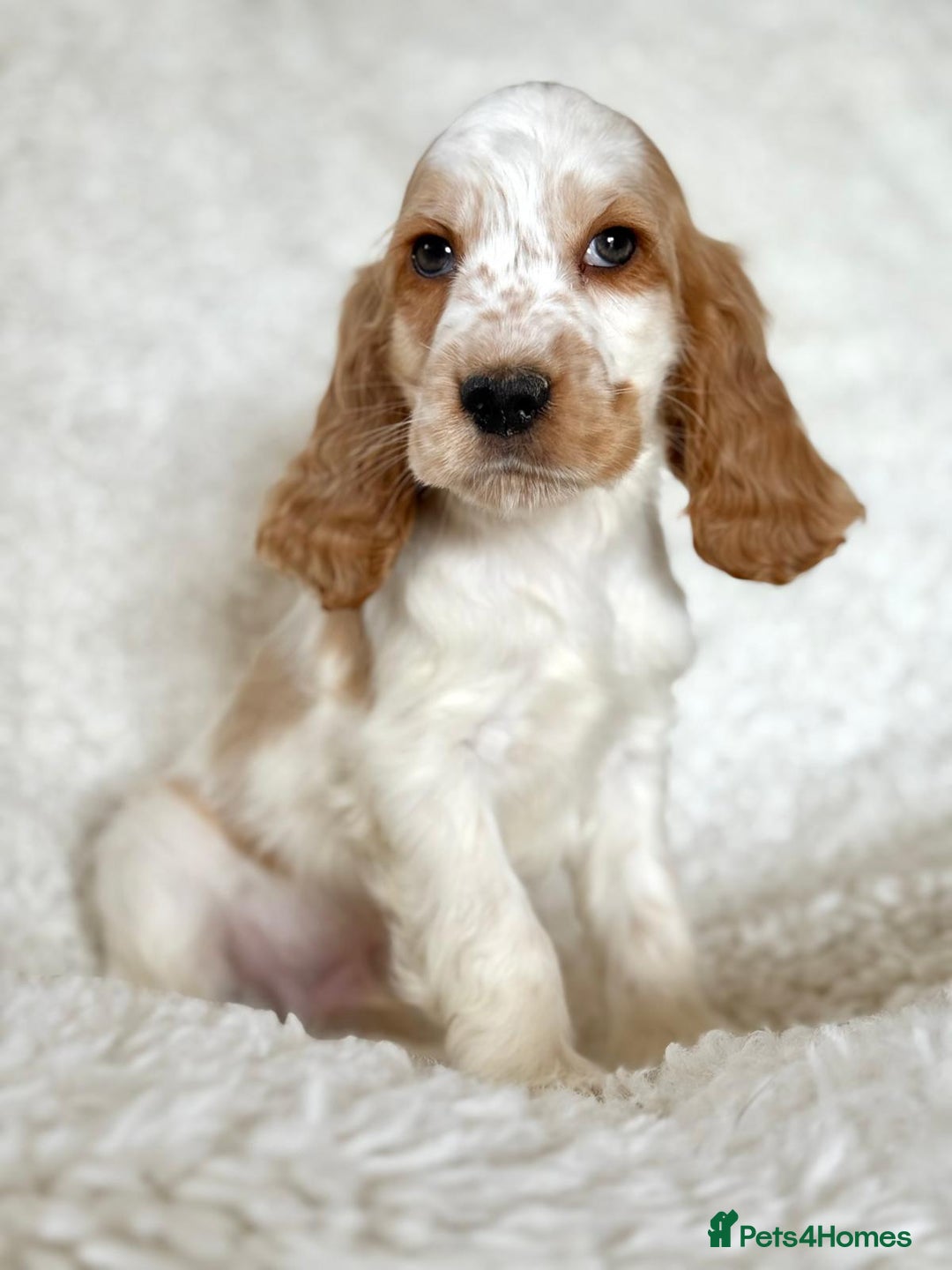 Cocker Spaniel dogs for sale: Golden Roan Full Health Tests Showline KC Reg Pups - Image 1