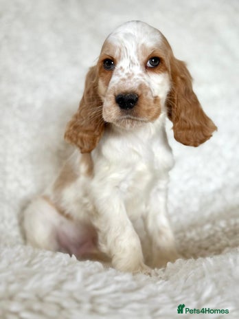 Cocker Spaniel dogs - Advert 3