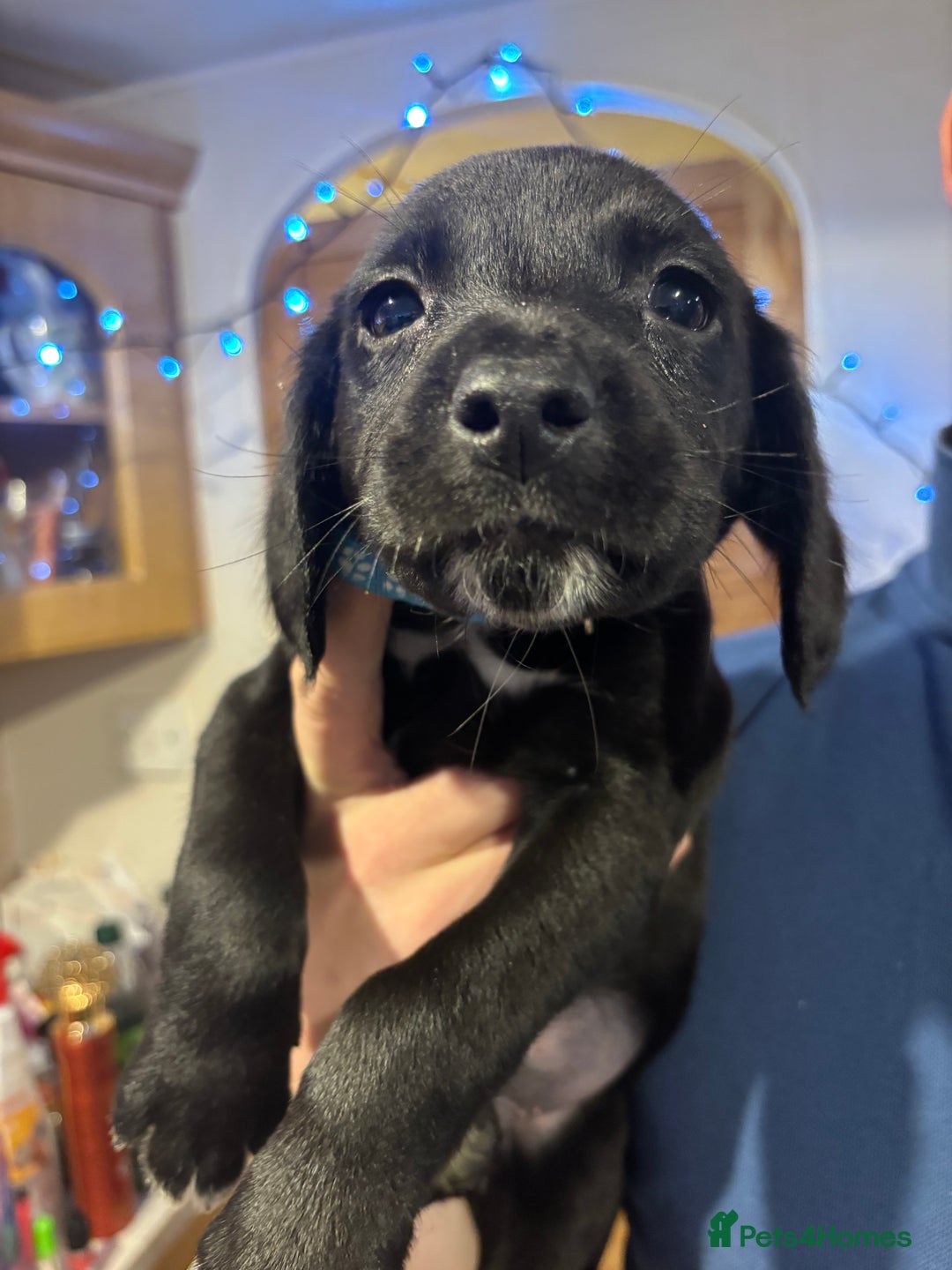 Springador dogs for sale: Springadors  - Advert 7