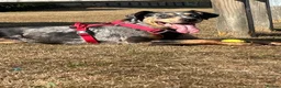 Catahoula Leopard Dog dogs for sale: Looking for a foster for my baby in Ashford - Advert 1