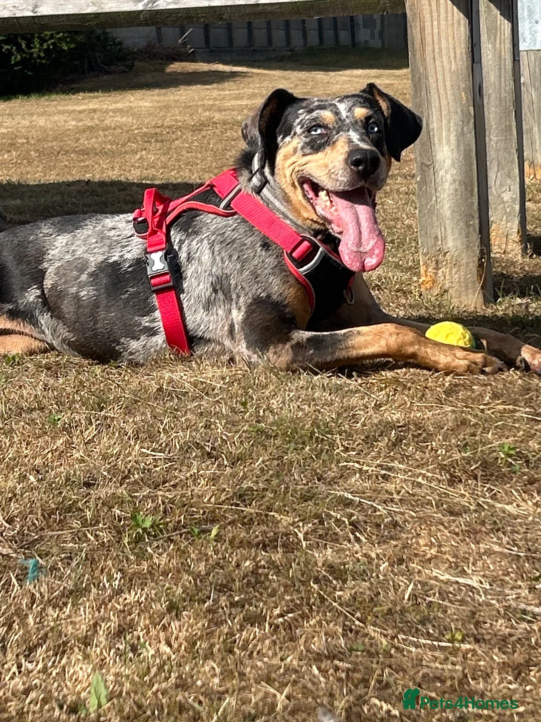 Catahoula Leopard Dog dogs for sale: Looking for a foster for my baby in Ashford - Advert 1
