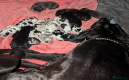 Great Dane dogs for sale: Fully DNA Tested & CLEAR Great Dane Pups - Image 9
