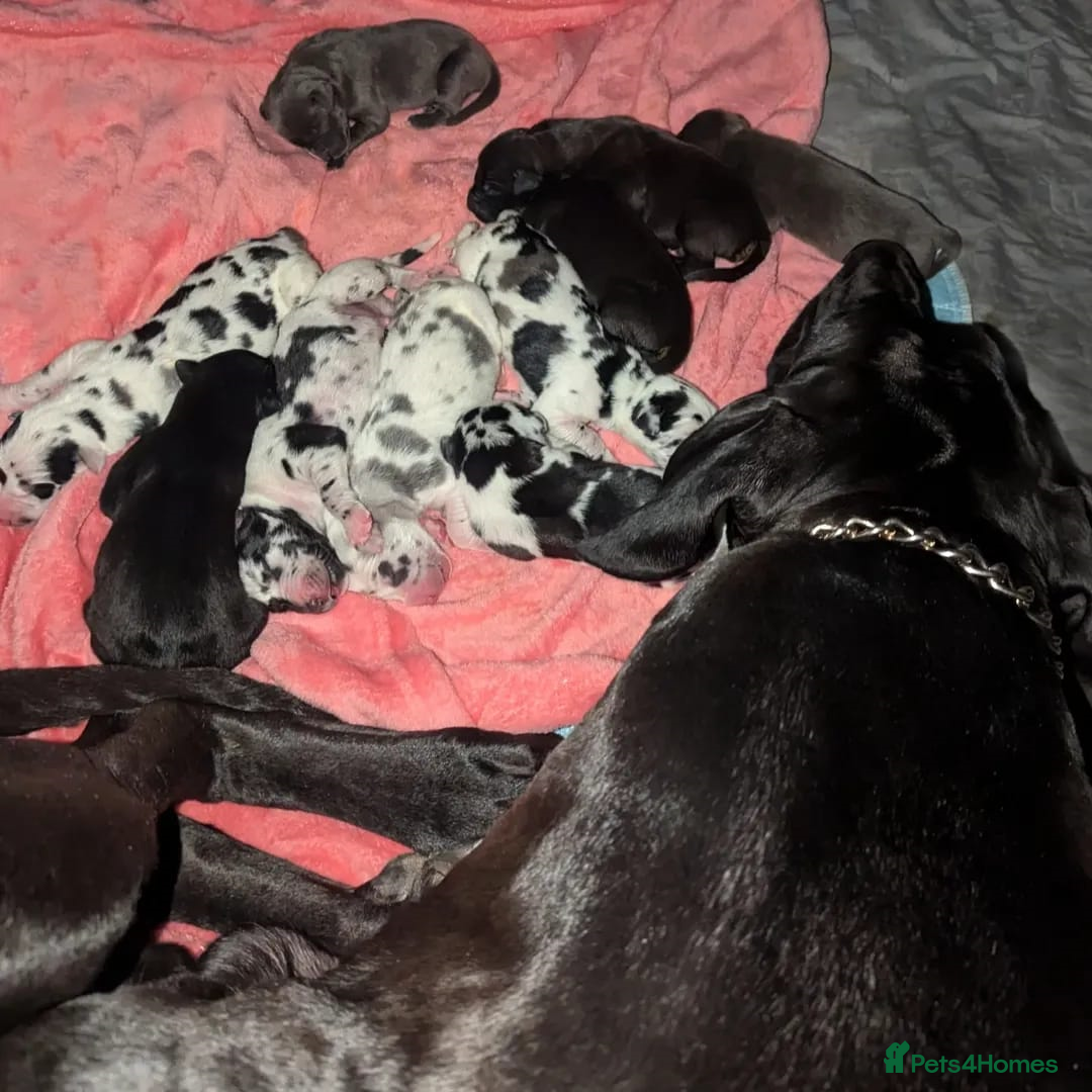 Great Dane dogs for sale: Fully DNA Tested & CLEAR Great Dane Pups - Image 9