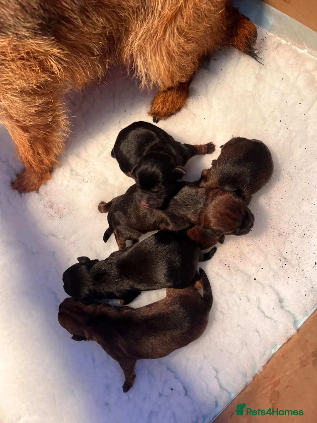 Border Terrier dogs for sale: Border Terrier Bitch Puppy  - Advert 5