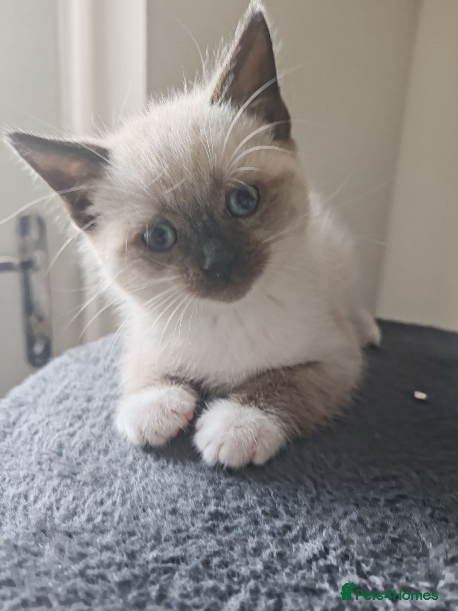 Siamese cats ❤️❤️❤️ Adorable blue-point Siamese kittens ❤️❤️❤️  - Advert 9