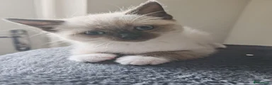 Siamese 1