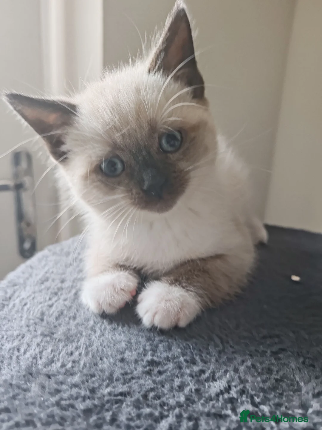 Siamese cats for sale: ❤️❤️❤️ Adorable blue-point Siamese kittens ❤️❤️❤️  - Advert 1